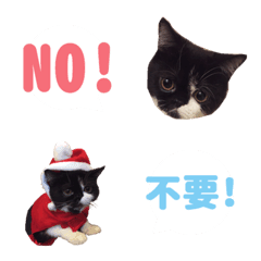 [LINE絵文字] NO NO Catの画像