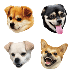 ペキ柴大集合！ペキシバニーズ絵文字の絵文字メイン画像