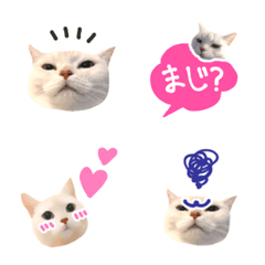 [LINE絵文字] ねっこねこの画像