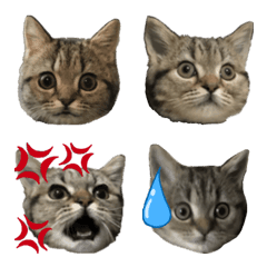 [LINE絵文字] ミヌエットのショコラの子猫写真絵文字2の画像
