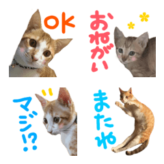 【とらじろう】俺のネコ絵文字の絵文字メイン画像