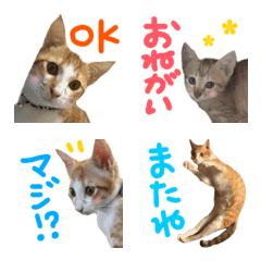 [LINE絵文字] 【とらじろう】俺のネコ絵文字の画像