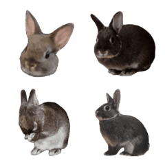 [LINE絵文字] ウサギのくーちゃん 写真絵文字の画像