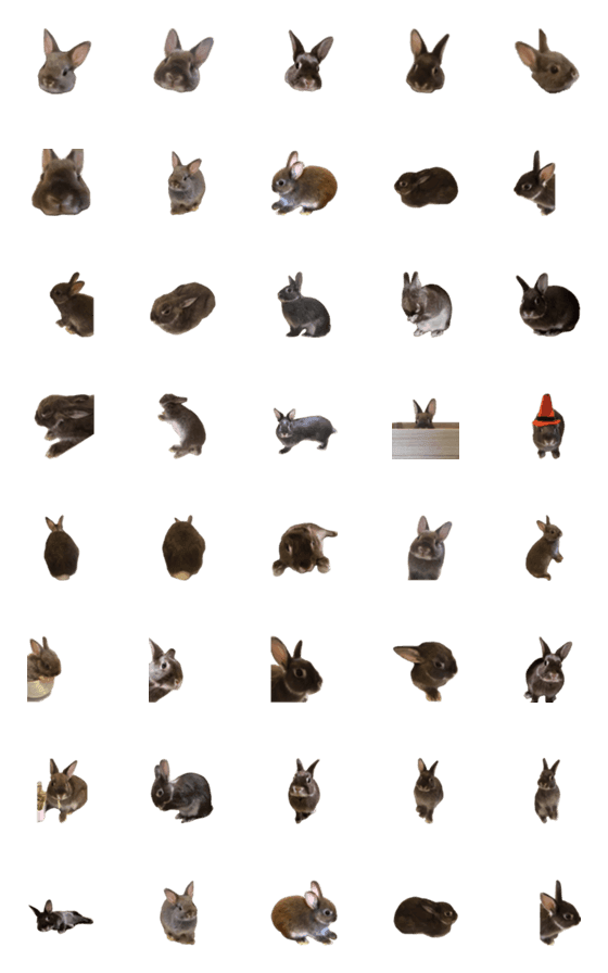 [LINE絵文字]ウサギのくーちゃん 写真絵文字の画像一覧