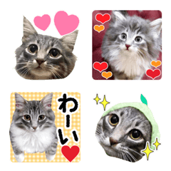 Line絵文字 マルプーマリーちゃんのかぶりものシリーズ 40種類 1円 Line絵文字 マルプーマリーちゃんのかぶりものシリーズ 40種類 1円