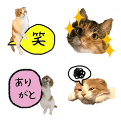 [LINE絵文字] 白茶トラ猫と白たび猫の吹き出し絵文字の画像