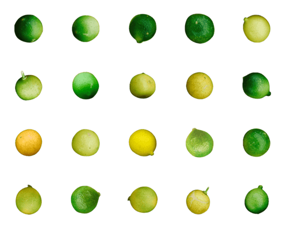 [LINE絵文字]lemonの画像一覧
