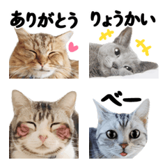 [LINE絵文字] 【超鮮明】ねこ写真♡絵文字の画像