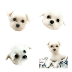 [LINE絵文字] CUTECUTE DOG Malteseの画像