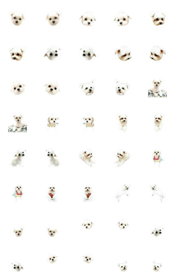 [LINE絵文字]CUTECUTE DOG Malteseの画像一覧