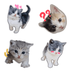 [LINE絵文字] リアル子猫ちゃんの画像