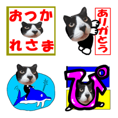 [LINE絵文字] 猫が教える国際信号旗 絵文字 実写版1.4の画像