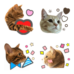 [LINE絵文字] cat.Emojiの画像