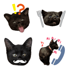 [LINE絵文字] 黒猫の天下 絵文字の画像