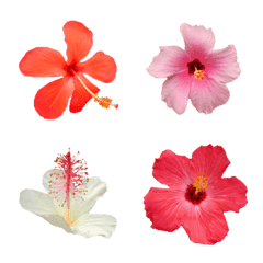 [LINE絵文字] ハワイのお花ハイビスカス絵文字2の画像