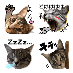 [LINE絵文字] 色んな猫たちの日常絵文字の画像