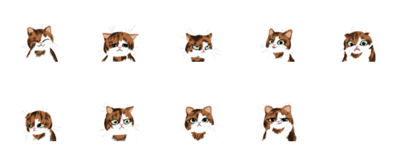 [LINE絵文字]FUZZY BRAINED cat expressionsの画像一覧