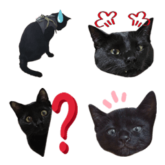 [LINE絵文字] 黒猫ひじきの写真絵文字の画像