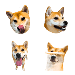 [LINE絵文字] 柴犬「ちゃお」の押しちゃお！絵文字の画像