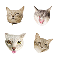 [LINE絵文字] funny cats of chiangの画像