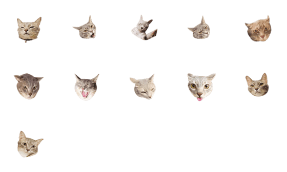[LINE絵文字]funny cats of chiangの画像一覧