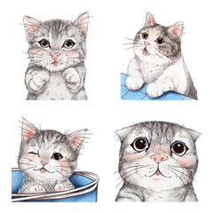 Cute Cats And Kittensの絵文字メイン画像