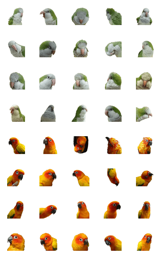 [LINE絵文字]Happy parrots' emoji - Conures ＆ Quakerの画像一覧