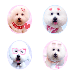 [LINE絵文字] Marshmallow bichon expression packの画像