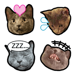 [LINE絵文字] 灰猫ミアの日常の画像
