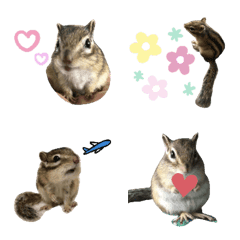 [LINE絵文字] HIMAWARI chipmunkの画像