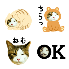 [LINE絵文字] 猫のタビッチ！絵文字 (日本語)の画像