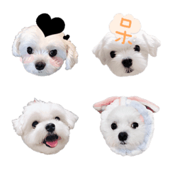 Miyo Malteseの絵文字メイン画像