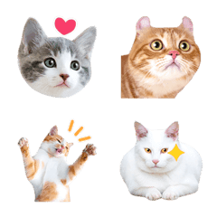 [LINE絵文字] 猫の写真えもじの画像