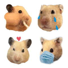 The tired of hamster