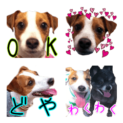 [LINE絵文字] ジャックラッセルテリアのキャロ【絵文字】の画像