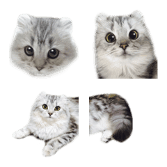 [LINE絵文字] 猫のアメリカンカール RURUの画像
