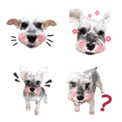 [LINE絵文字] cute dog Miniature Schnauzer PART2の画像