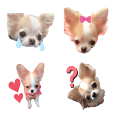 我が家のくーちゃん♡絵文字の絵文字メイン画像