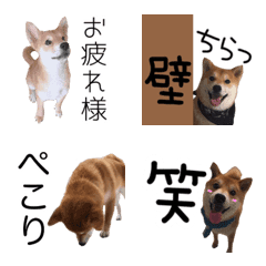 [LINE絵文字] 柴犬 毎日使える 挨拶にも 可愛い 絵文字の画像