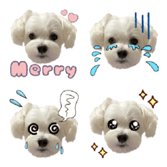 [LINE絵文字] マルチーズmerryの絵文字の画像