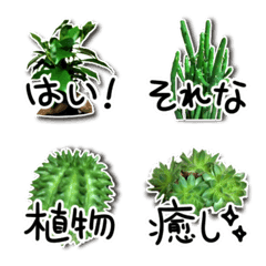 [LINE絵文字] 実写カワイイ♥️観葉植物の画像