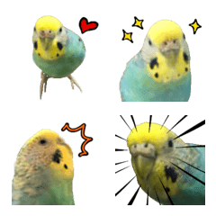 [LINE絵文字] セキセイインコのけいちゃん絵文字の画像