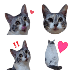 Line絵文字 可愛い猫の絵文字 みみたん時々しろぴ 40種類 1円 Line絵文字 可愛い猫の絵文字 みみたん時々しろぴ 40種類 1円