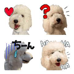 [LINE絵文字] ぼくプードルのマリブだよの画像