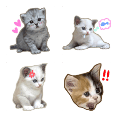 [LINE絵文字] リアル子猫ちゃん 2の画像