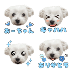 [LINE絵文字] マルチーズおーちゃんの絵文字の画像