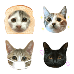 [LINE絵文字] ねこちゃん日常えもじ◎◎の画像