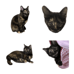 [LINE絵文字] サビ猫のきょろの絵文字の画像