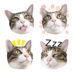 [LINE絵文字] 猫絵文字2の画像