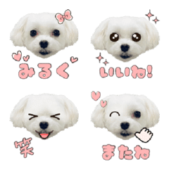 [LINE絵文字] マルチーズ みるくの絵文字の画像